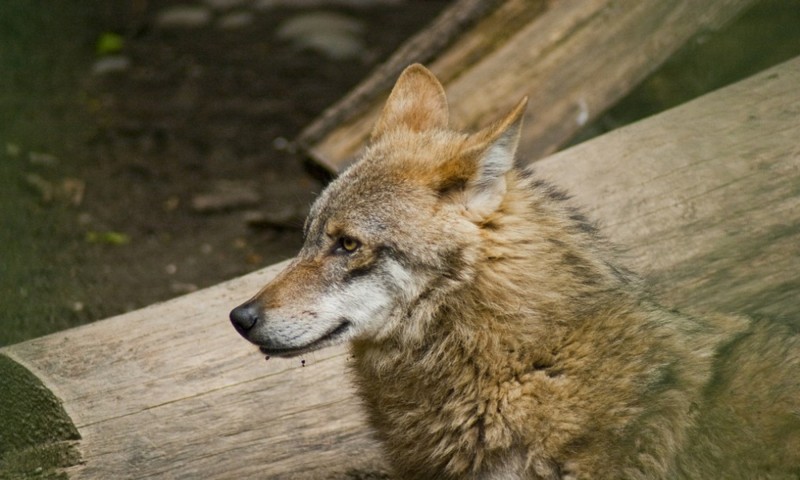 Excursie la Zoo Târgu Mureş Excursie la Zoo Târgu Mureş